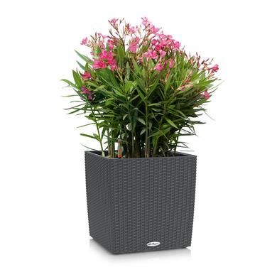 CUBE Cottage 30 granite